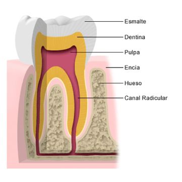 Clínica dental Idami interior del diente